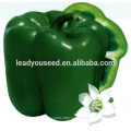 MSP071 Fangzheng venda quente híbrido verde pimenta sementes empresa